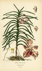 Wanda trójkolorowa orchidea. Chromolitografia z ilustracji B. Herincqa z książki Ulubione kwiaty ogrodu i szklarni Edwarda Stepa, Frederick Warne, Londyn