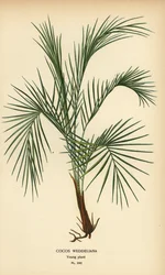 Palma Weddella, Lytocaryum weddellianum, młoda roślina (Cocos weddeliana). Chromolithograph z ilustracji Desire Bois z filmu Ulubione kwiaty ogrodu i szklarni Edwarda Stepa, Frederick Warne, Londyn