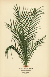 Dzika palma daktylowa lub palma daktylowa Senegal, Phoenix reclinata (Spiny palma daktylowa, Phoenix spinosa). Chromolithograph z ilustracji Desire Bois z filmu Ulubione kwiaty ogrodu i szklarni Edwarda Stepa, Frederick Warne, Londyn