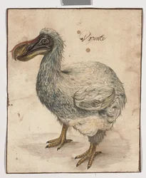 A Dodo (ślady czarnej kredy, w/c i gumy arabskiej z brązowymi prążkowanymi liniami obramowania)