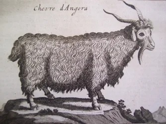 Koza angorska, z Relation dun Voyage du Levant autorstwa Josepha Pittona de Tournefort, Amsterdam, 1718