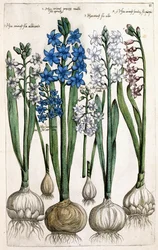 Hiacynty, 1631-1647