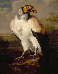 King Vulture, obraz nieznanego holenderskiego artysty, Holandia