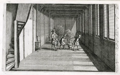 Przenoszenie drzew do ogrodu na lato, z De Nederlandse Hesperides Jana Commelina, opublikowane 1676