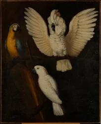 Papugi, ok.1670
