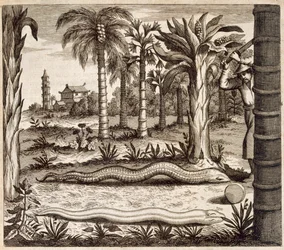 Kamienny wąż z Chin Ilustrowany przez Athanasius Kircher (1601-80) 1667