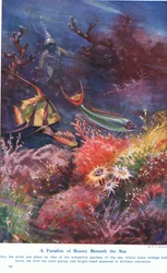 A Paradise of Beauty Beneath the Sea, ilustracja z „Wonders of Land and Sea”, wydanej przez Cassell, Londyn, 1914