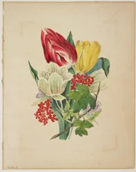 Bukiet tulipanów, z Flora