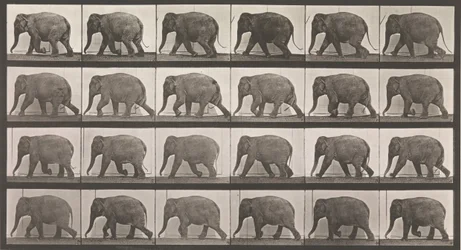 Lokomocja zwierząt. Elektrofotograficzne badanie kolejnych faz zwierząt..., lata 80. XIX wieku.