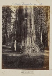 Mammoth Tree Grove, hrabstwo Calaveras, Kalifornia. Abraham Lincoln. 320 stóp wysokości, 54 stopy obwodu