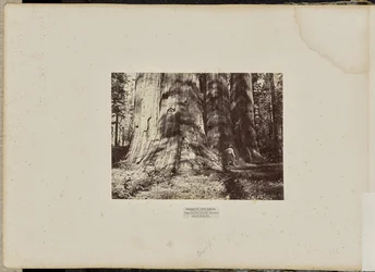 Mammoth Tree Grove, hrabstwo Calaveras, Kalifornia. Grupa czarownic z Salem. Średnia wysokość 300 stóp, obwód 65 stóp