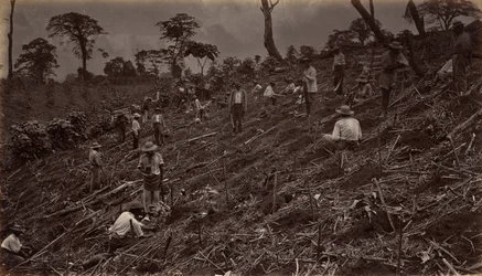 Założenie plantacji kawy w Antigua de Guatemala, 1875, publikacja 1877.