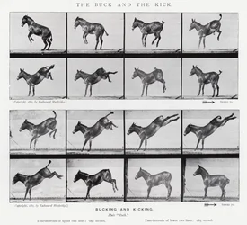 Eadweard Muybridge: The Buck and the Kick (zdjęcie czarno-białe)
