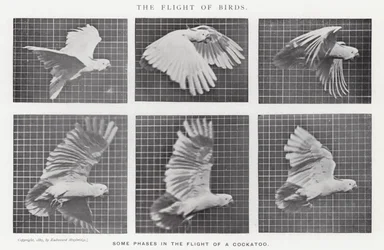Eadweard Muybridge: Lot ptaków (zdjęcie czarno-białe)