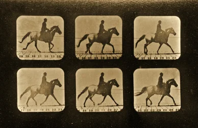 Konie. Nieregularnik, seria "Animal Locomotion", ok. 1881 r.