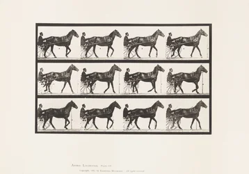 Płyta 588.Chodzenie; Nadąsany; Gniady koń Ruben, 1885