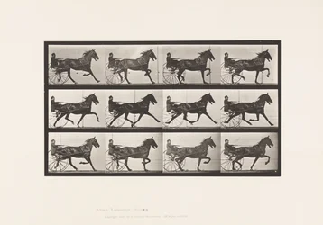 Płyta 606. Kłus; Nadąsany; Gniady koń, Ruben