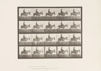 Tabliczka 666. Osioł; Pieszy; Siodło; Dziewczyna na koniu, Zoo