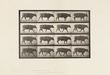 Płyta 672. Wół; kłus
