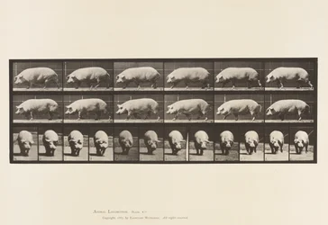 Płyta 673. Siać; Pieszy