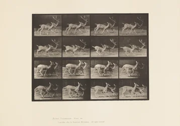 Płyta 684. Daniele; A, Buck i Doe; B, Dwie Łanie; kłus