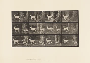 Talerz 685. Daniele; Buck i Doe; kłus