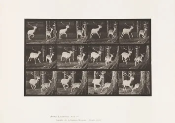 Talerz 686. Daniele; Buck i Doe; Galopujący