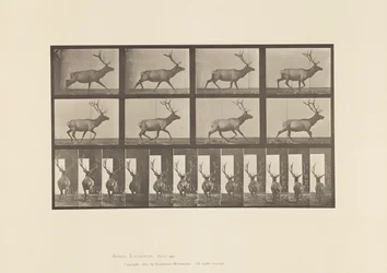 Tabliczka 694. Łoś, Galop