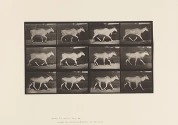 Tabliczka 696. Eland, Trotting