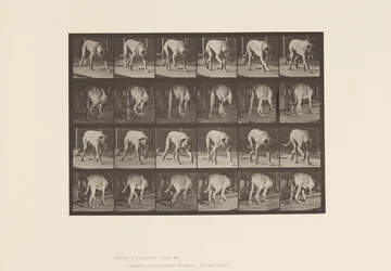 Tabliczka 704. Pies; Pieszy; Dog angielski