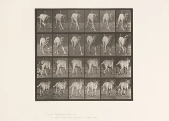 Tabliczka 705. Pies; kłusowanie; Dog angielski
