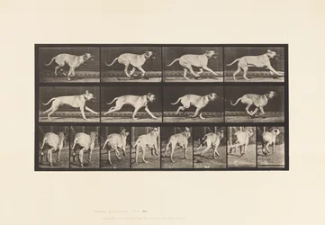 Tabliczka 707. Pies; Galopujący; Dog angielski