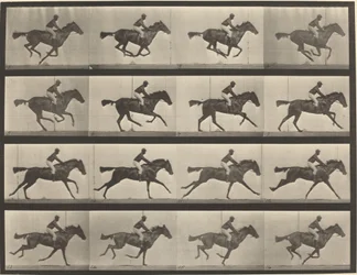 Numer rejestracyjny 626. Galop, klacz czystej krwi gniadej, Annie G.