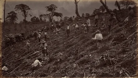 Założenie plantacji kawy w Antigua de Guatemala