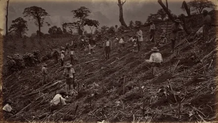 Zakładanie plantacji kawy w Antigua de Guatemala