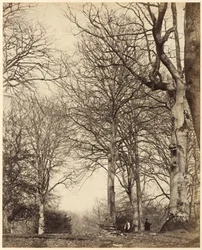 Buk Królowej Adelajdy, 1864 r. (zdjęcie)