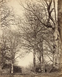 Buk królowej Adelajdy, 1864