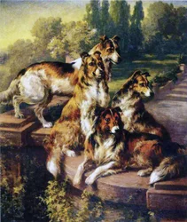 Collie