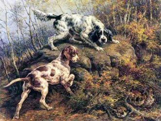 Pointer, seter i cietrzew