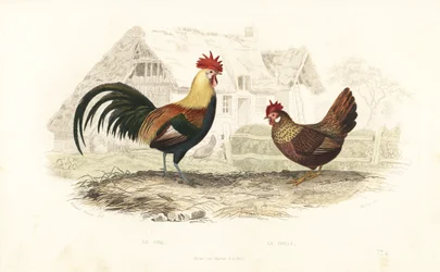 Kogut i kura, Phasianus gallus