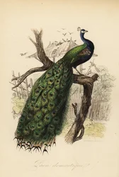 Paw indyjski, Pavo cristatus