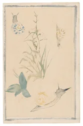 Manet - Szkice ślimaków, kwitnąca roślina, 1864-68