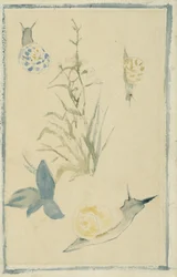 Szkice ślimaków, kwitnąca roślina, ok.1880