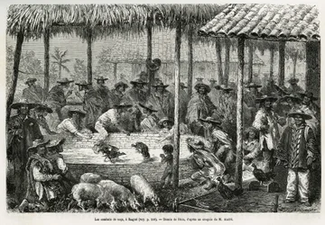 Walka kogutów i życie uliczne w Ibagué (Kolumbia), rysunek Riou, ilustrujący opowieść o Ameryce Równikowej (Kolumbia, Ekwador, Peru) z lat 1875-1876 autorstwa Ed. André, podróżnika z misją rządu francuskiego. Rycina w Le Tour du Monde