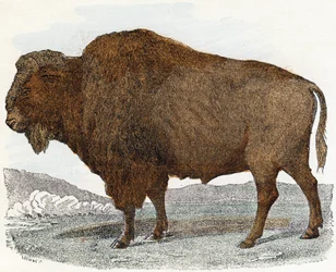 Bisonte 