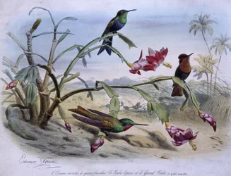 Kolibry: koliber widłosterny, rubin topazowy i rubin wielki - rysował E. Traviès