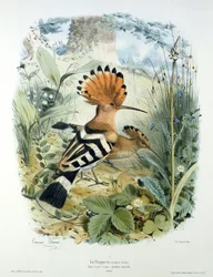 Dudek (Upupa Epops)