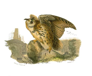 Tablica historii naturalnej: Tablica zoologiczna przedstawiająca ptaki drapieżne w ciągu dnia. Wielki Książę