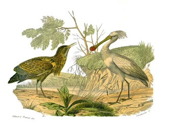 Tablica Historii Naturalnej: Tablica zoologiczna przedstawiająca ptaki wodne i cultrirostres (z dużymi, długimi i mocnymi dziobami): butor i szpatułkę. Talerz narysowany z dziewięciu tomów o ptakach w „Dzieła pełne Buffona”” autorstwa przyrodnika Georgesa 
