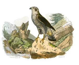 Tablica Historii Naturalnej: Tablica zoologiczna przedstawiająca ptaki drapieżne w nocy. Wokół. Talerz narysowany z dziewięciu tomów o ptakach w „Dzieła kompletne Buffona”” napisany przez przyrodnika Georgesa Louisa Leclerca, hrabiego Buffona